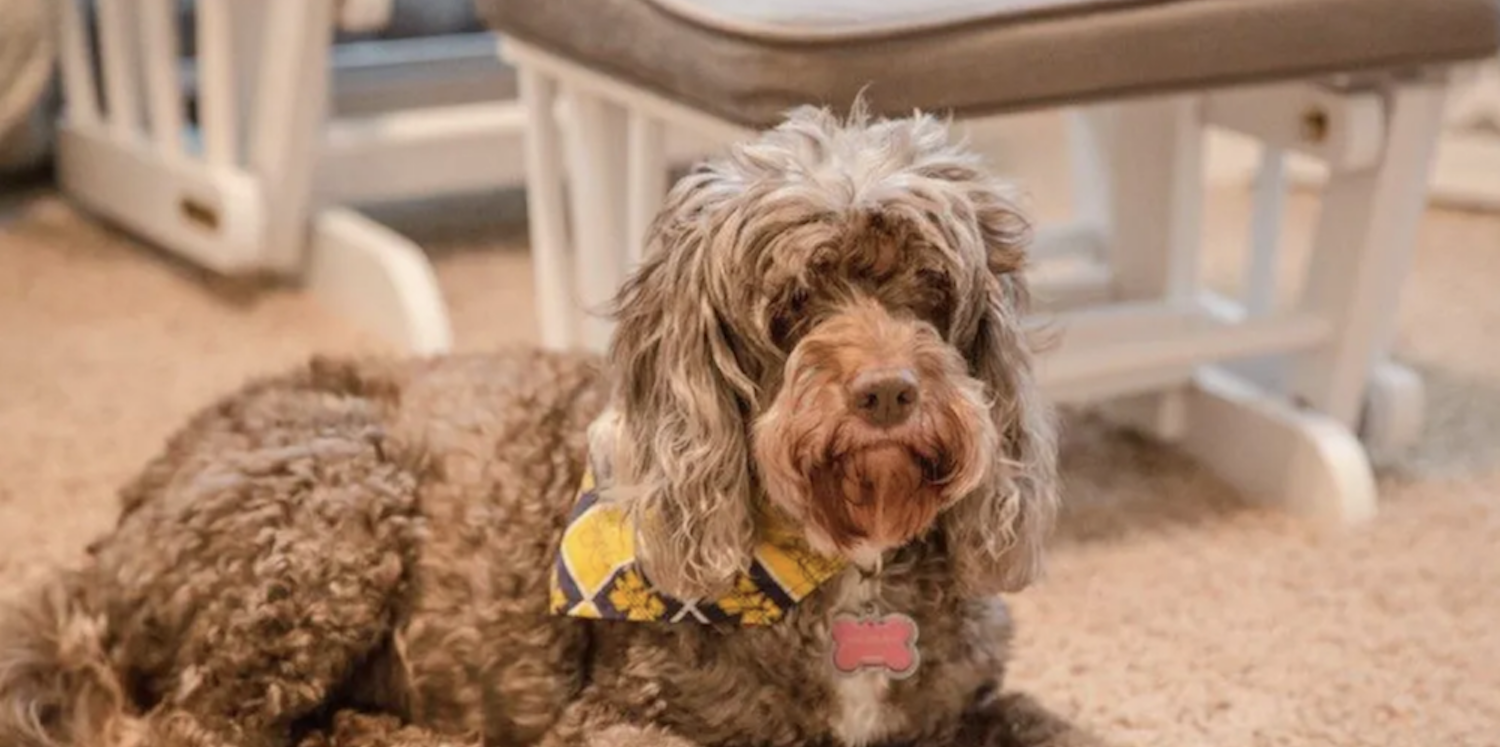 Working From Home At T Employees Share Lifeatatt With Their Furry Coworkers At T